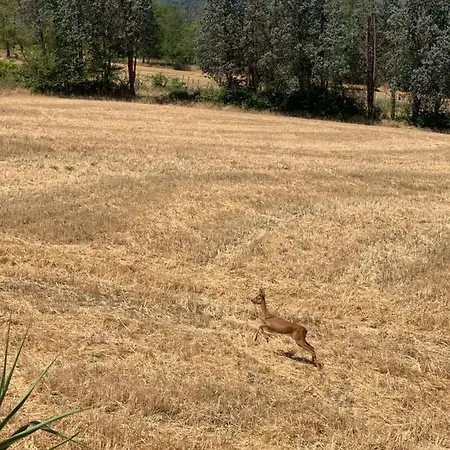 Birillo 1824 Pensión